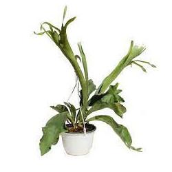 Planta Cuerno de Alce