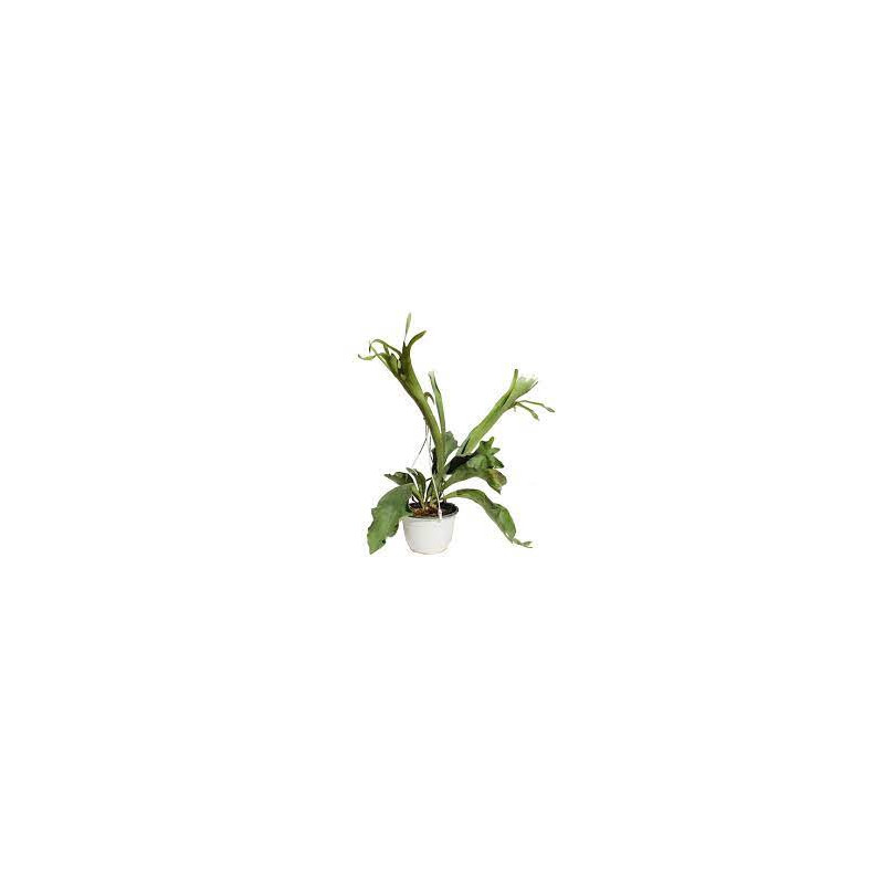 Planta Cuerno de Alce