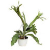 Planta Cuerno de Alce