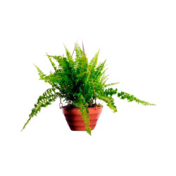 Planta Helecho Hawaii