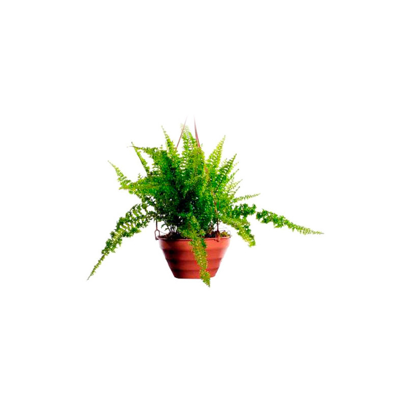 Planta Helecho Hawaii Planta Helecho Hawaii