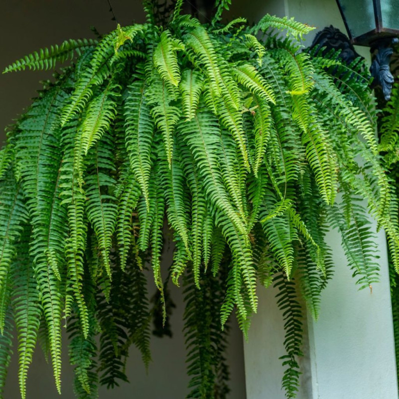 Planta Helecho