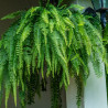 Planta Helecho