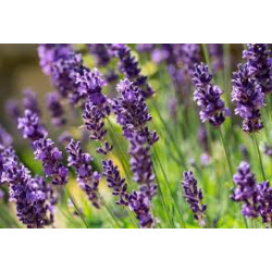 Planta Lavanda