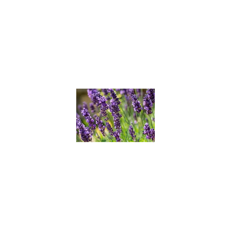 Planta Lavanda Planta Lavanda