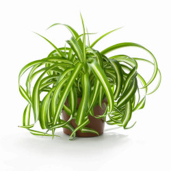 Planta Lazo de Amor
