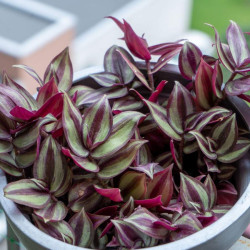 Planta Tradescantia