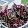 Planta Tradescantia