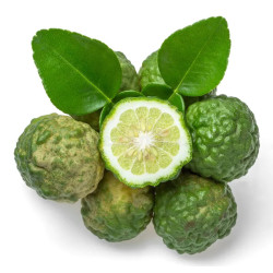 Planta frutal bergamota
