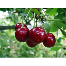 Plata frutal cerezo fruta