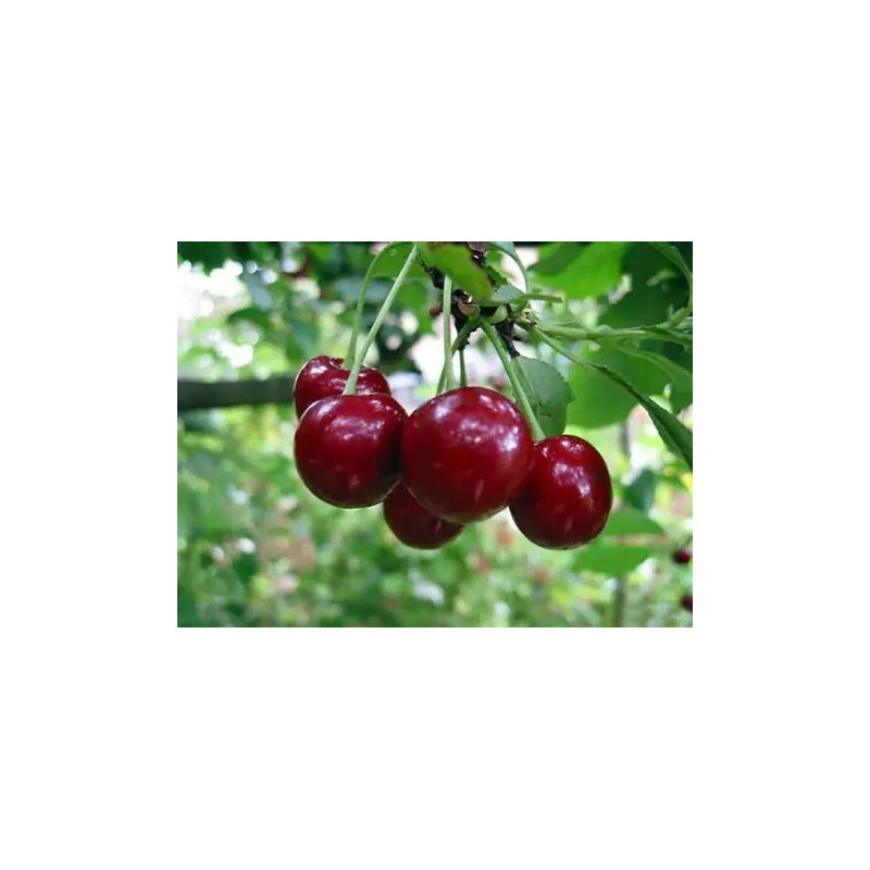 Plata frutal cerezo fruta
