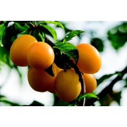 Planta frutal ciruela golden japan