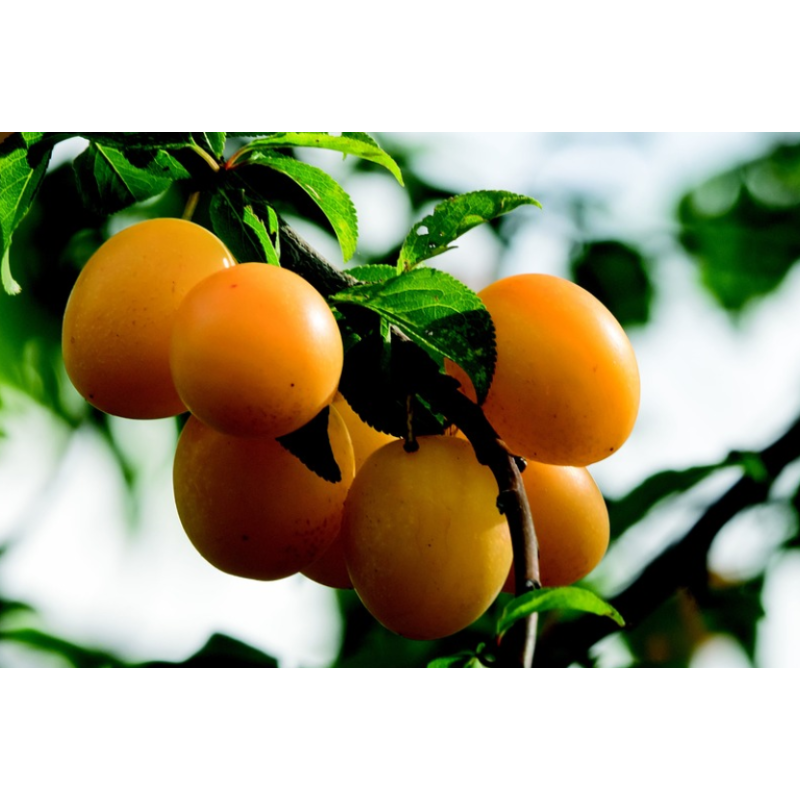 Planta frutal ciruela golden japan