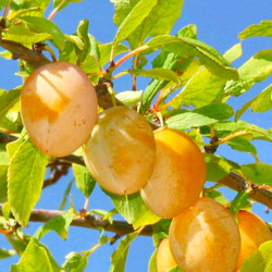 Planta frutal ciruela reina Claudia