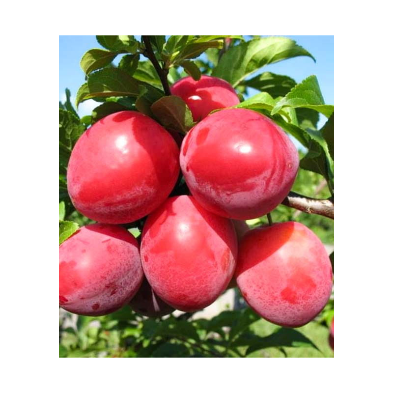 Planta frutal ciruela santa rosa