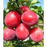Planta frutal ciruela santa rosa