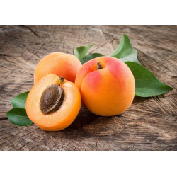 Planta frutal damasco