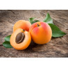 Planta frutal damasco