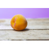 Planta frutal durazno