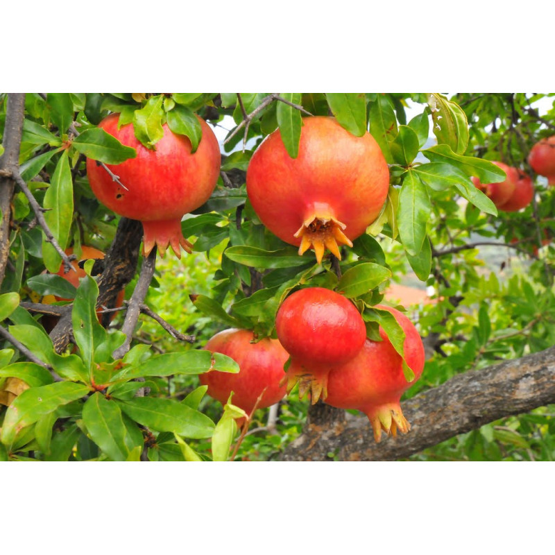 Planta frutal granado Planta frutal granado