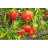 Planta frutal granado