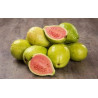 Planta frutal guayabo