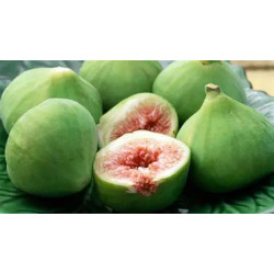 Planta frutal higo blanco