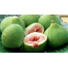 Planta frutal higo blanco