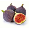 Planta frutal higo negro
