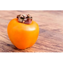 Planta frutal kaki