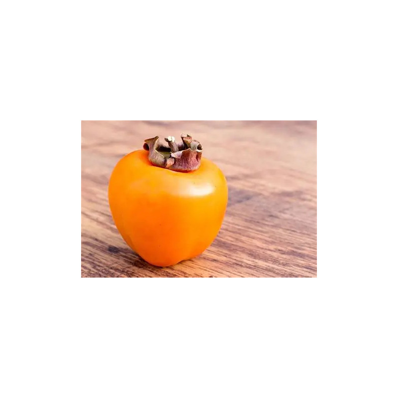 Planta frutal kaki