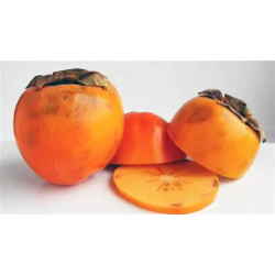 Planta frutal Kinoto
