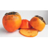 Planta frutal Kinoto