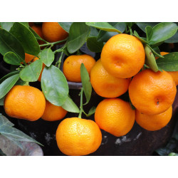 Planta frutal mandarina