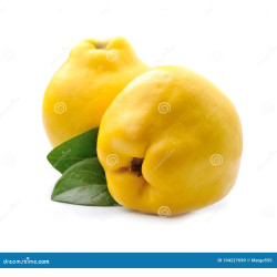 Planta frutal membrillo dulce
