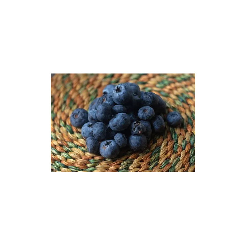 Planta frutal mora Planta frutal mora