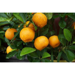 Planta frutal naranja