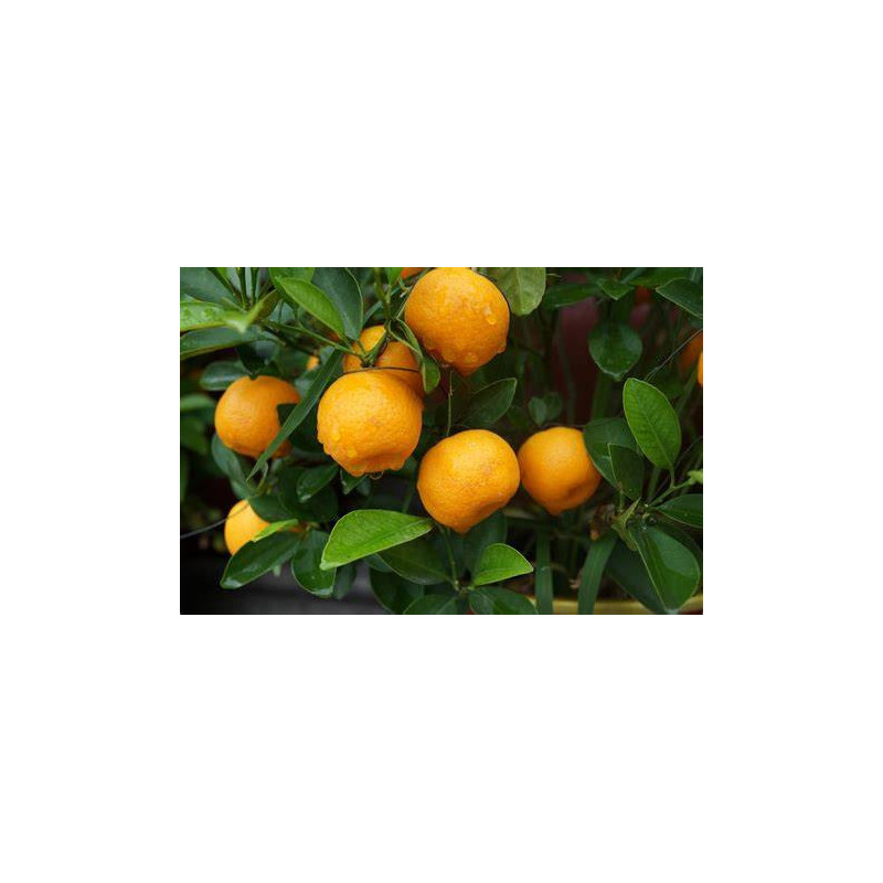Planta frutal naranja Planta frutal naranja