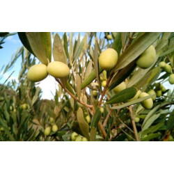 Planta frutal olivo chico