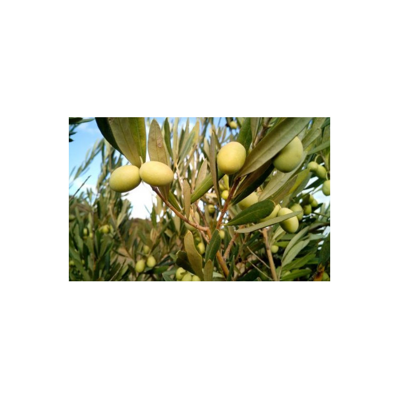 Planta frutal olivo chico Planta frutal olivo chico