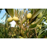 Planta frutal olivo chico