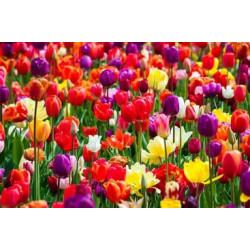 Bulbos de Tulipanes