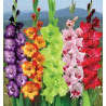 Bulbos de Gladiolos