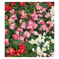 Semilla Begonia variada 0,1 gramos
